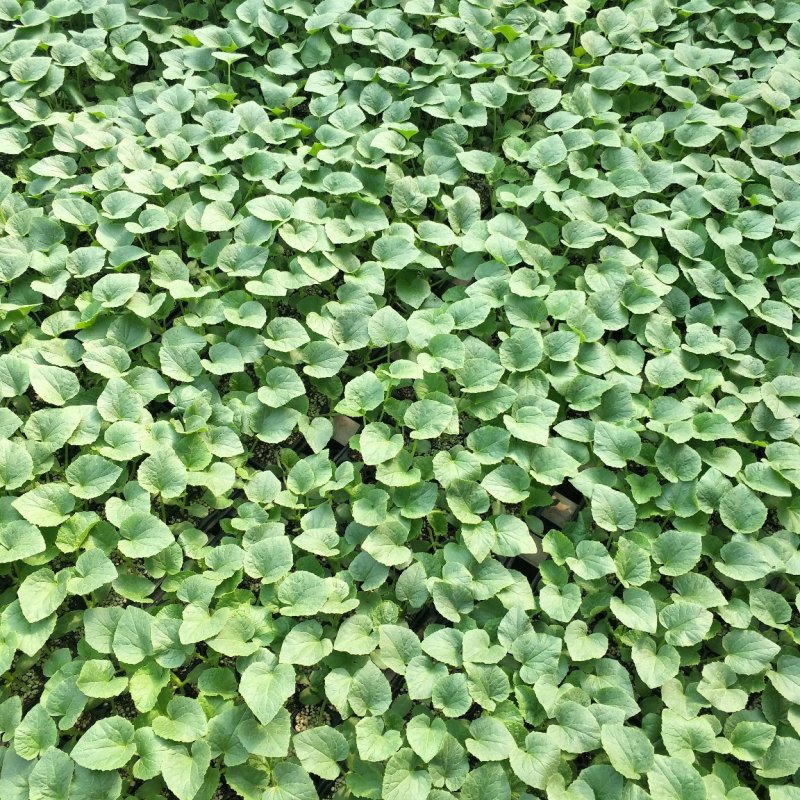 黄河蜜甜瓜苗久红瑞甜瓜苗瑞红甜瓜苗现货直发