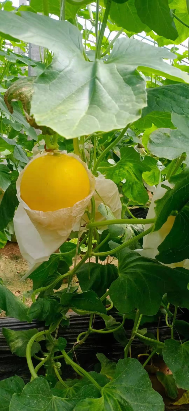 黄河蜜甜瓜苗久红瑞甜瓜苗瑞红甜瓜苗现货直发