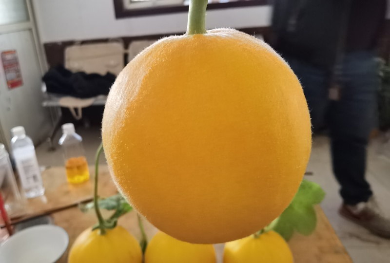 黄河蜜甜瓜苗久红瑞甜瓜苗瑞红甜瓜苗现货直发