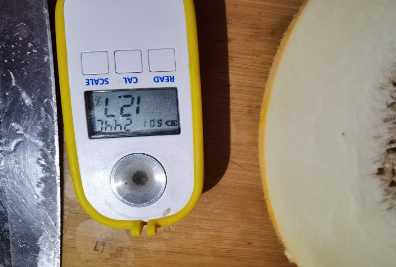 黄河蜜甜瓜苗久红瑞甜瓜苗瑞红甜瓜苗现货直发
