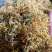 贵州银花之乡，金银花花茶、香味浓郁、品质保证、产地直供。