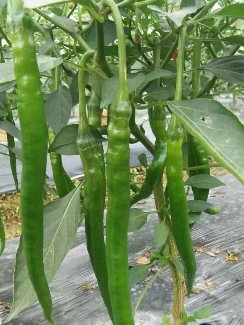 精选8号线椒软皮线椒一手货源，大量供应，发全国