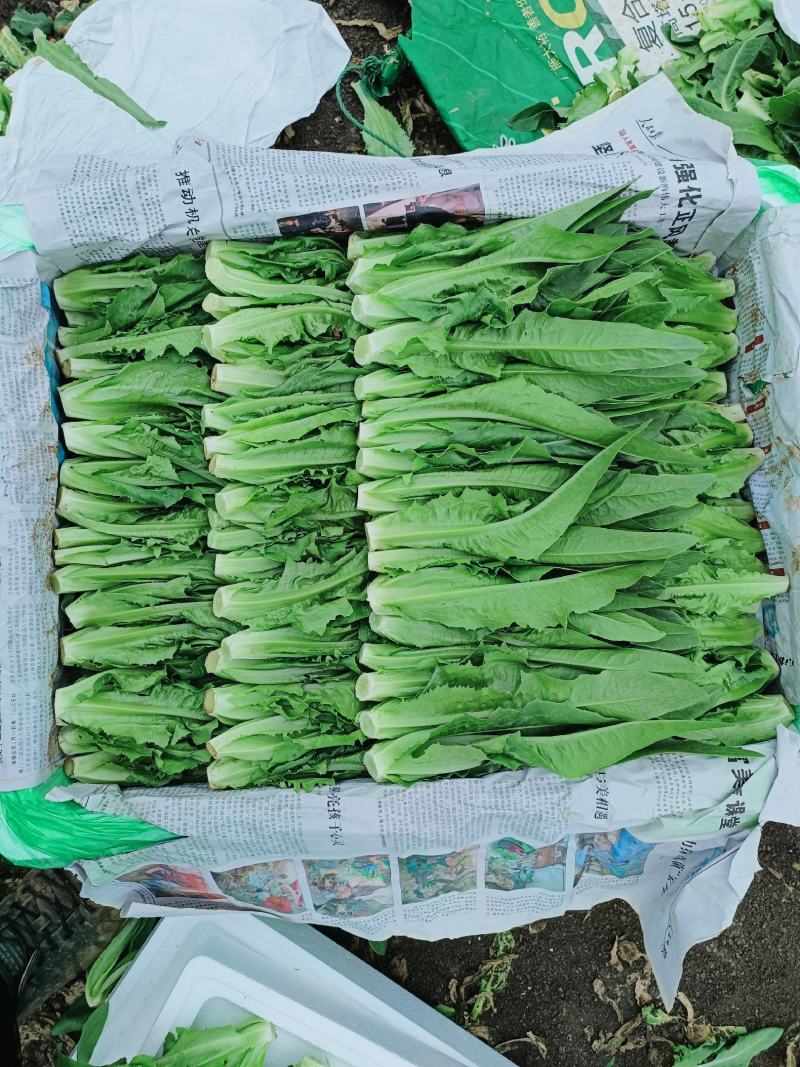 油麦菜产地直发大量现货量大从优欢迎电话联系