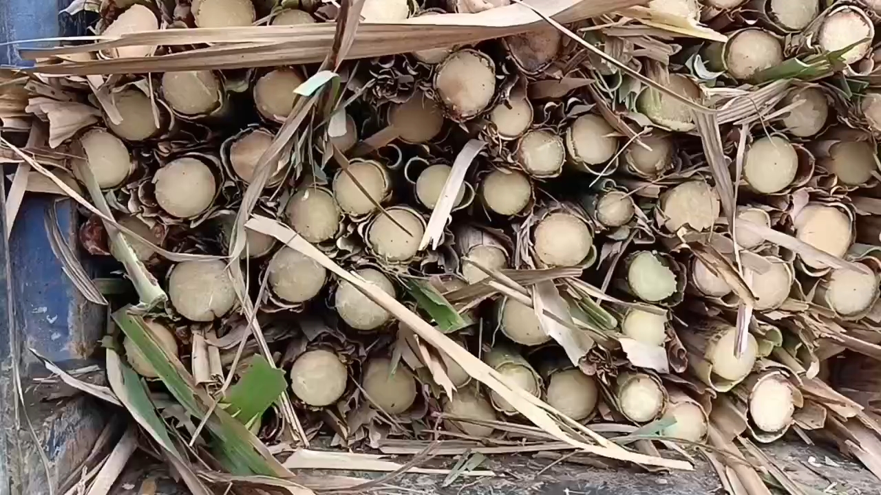 图片说明:一盘红糖成品与几根新鲜甘蔗并列摆放,形成鲜明对比,突出红糖由甘蔗转化而来 红糖成品与甘蔗对比图