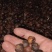 湖南有机野生小籽山茶油，物理压柞，油质金黄透亮。