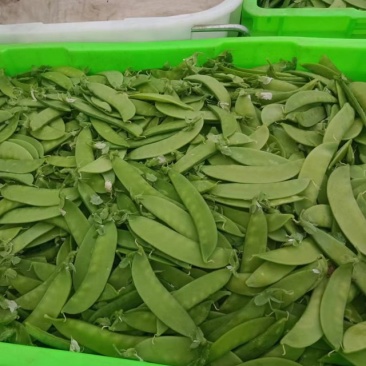 云南精品荷兰豆大量上市中电商商超一件代发社区团购工厂食堂