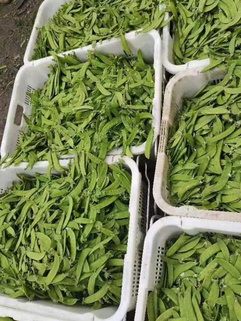 云南精品荷兰豆大量上市中电商商超一件代发社区团购工厂食堂