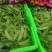 云南精品荷兰豆大量上市中电商商超一件代发社区团购工厂食堂