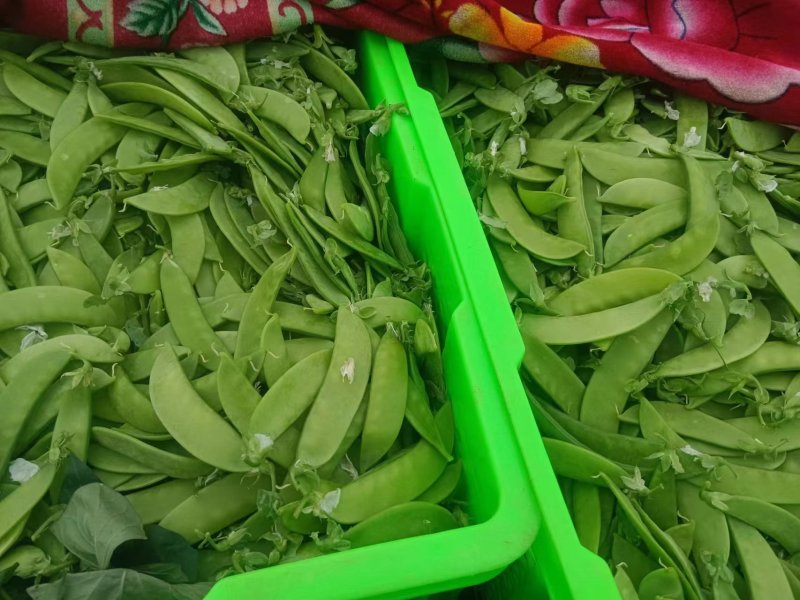 云南精品荷兰豆大量上市中电商商超一件代发社区团购工厂食堂