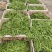 云南精品荷兰豆大量上市中电商商超一件代发社区团购工厂食堂
