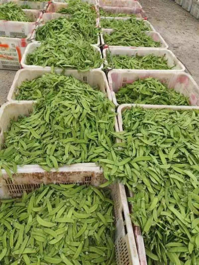 云南精品荷兰豆大量上市中电商商超一件代发社区团购工厂食堂