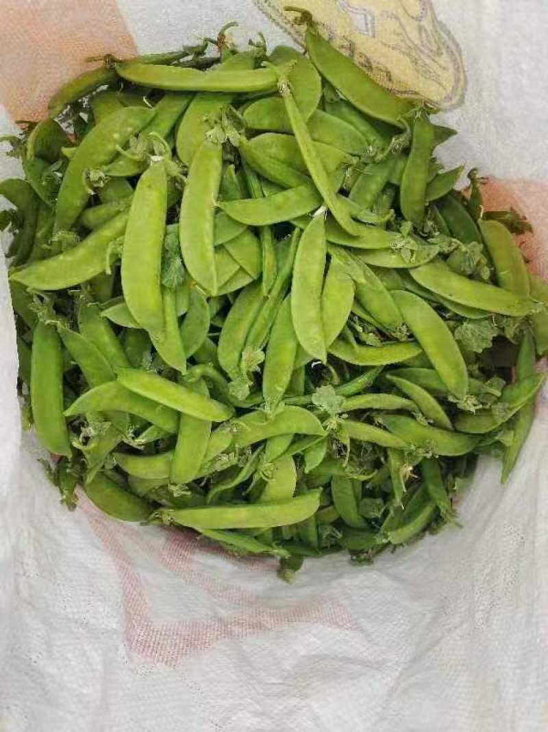 云南精品荷兰豆大量上市中电商商超一件代发社区团购工厂食堂