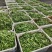 云南精品荷兰豆大量上市中电商商超一件代发社区团购工厂食堂