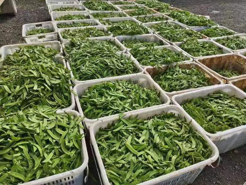 云南精品荷兰豆大量上市中电商商超一件代发社区团购工厂食堂