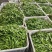 云南精品荷兰豆大量上市中电商商超一件代发社区团购工厂食堂