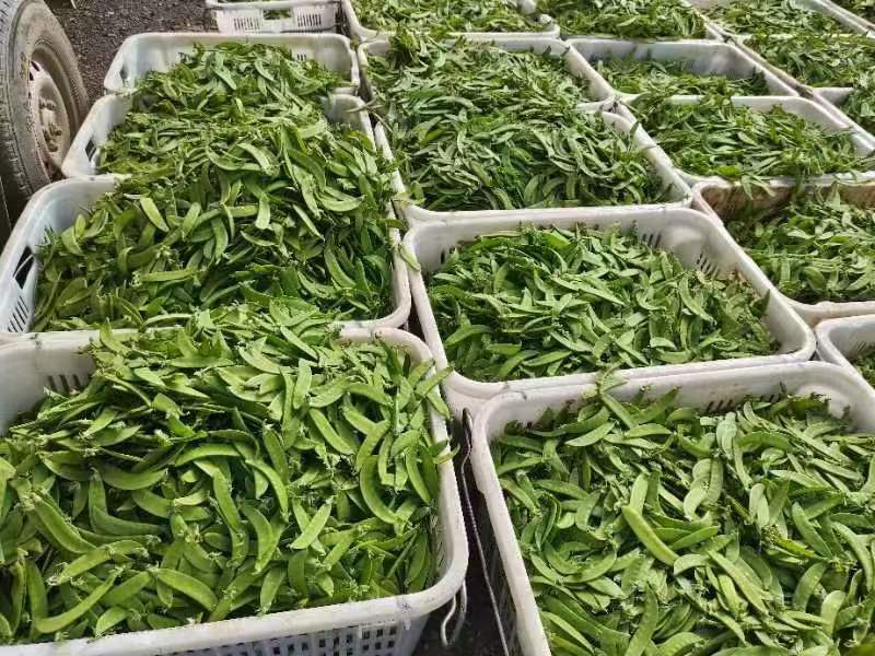 云南精品荷兰豆大量上市中电商商超一件代发社区团购工厂食堂