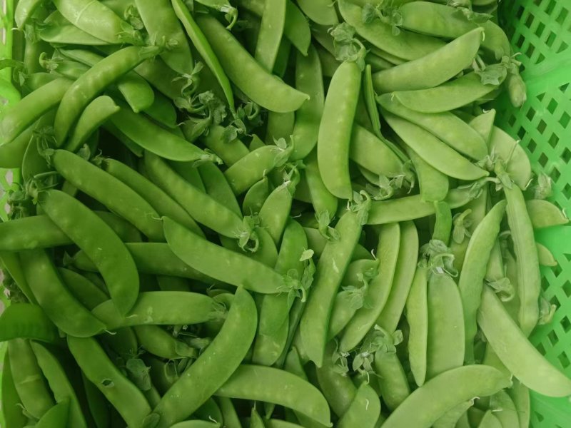 云南精品荷兰豆大量上市中电商商超一件代发社区团购工厂食堂