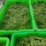 云南精品荷兰豆大量上市中电商商超一件代发社区团购工厂食堂