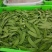 云南精品荷兰豆大量上市中电商商超一件代发社区团购工厂食堂