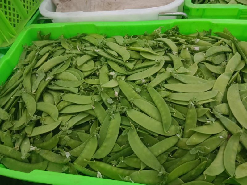 云南精品荷兰豆大量上市中电商商超一件代发社区团购工厂食堂