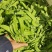 云南精品荷兰豆大量上市中电商商超一件代发社区团购工厂食堂