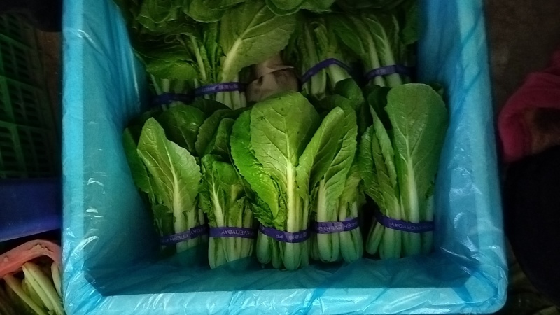 【精品快菜】常年供应，上车价0.4.支持视频看货量大质优
