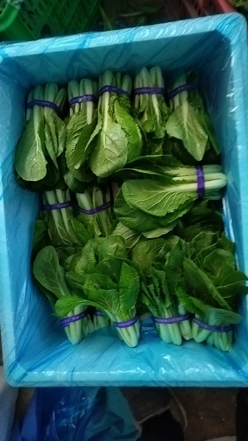 【精品快菜】常年供应，上车价0.4.支持视频看货量大质优