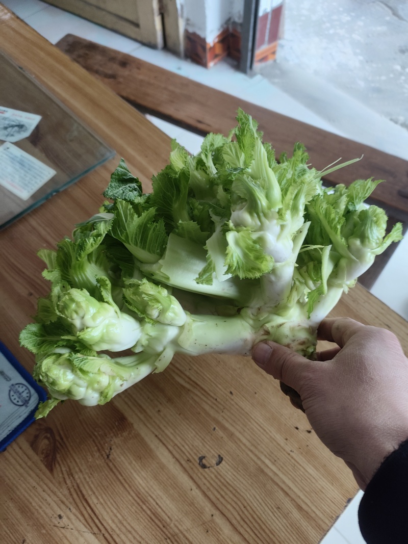 儿菜