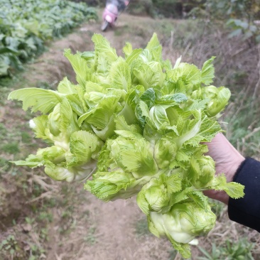儿菜