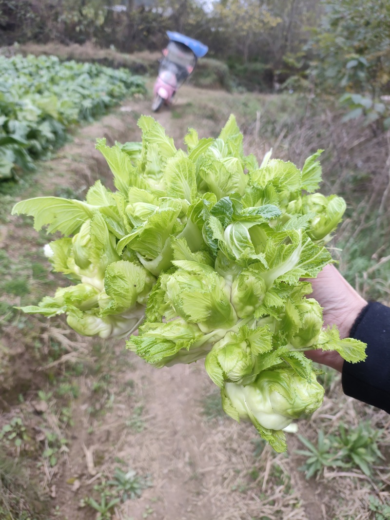 儿菜