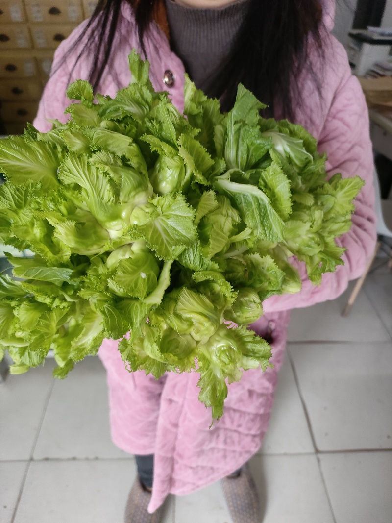 儿菜