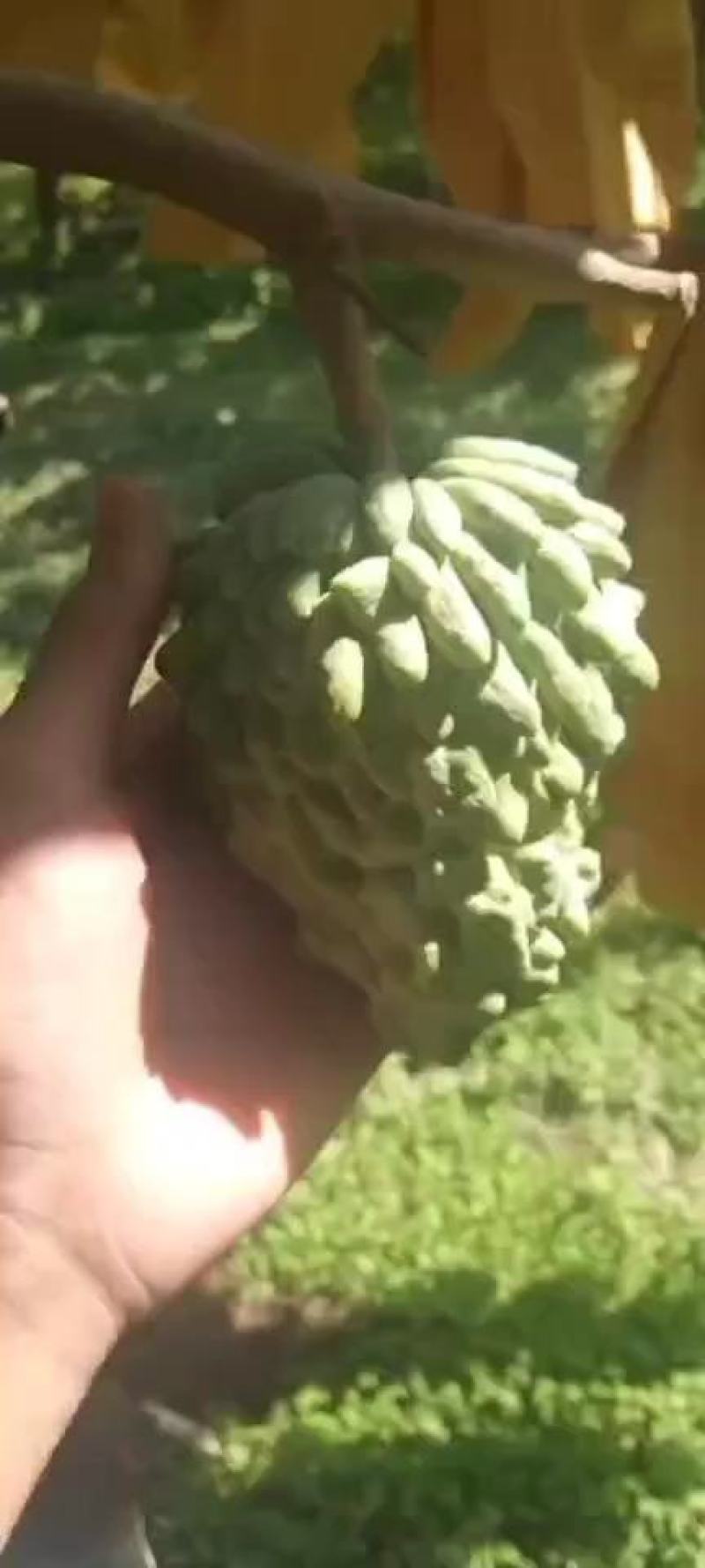 广西应季凤梨释迦果个大果皮干净果肉饱满绵密纯甜无渣欢迎和