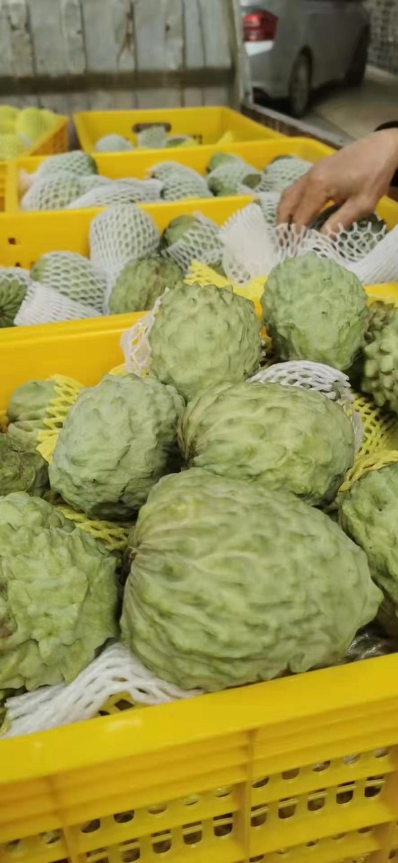 广西应季凤梨释迦果个大果皮干净果肉饱满绵密纯甜无渣欢迎和