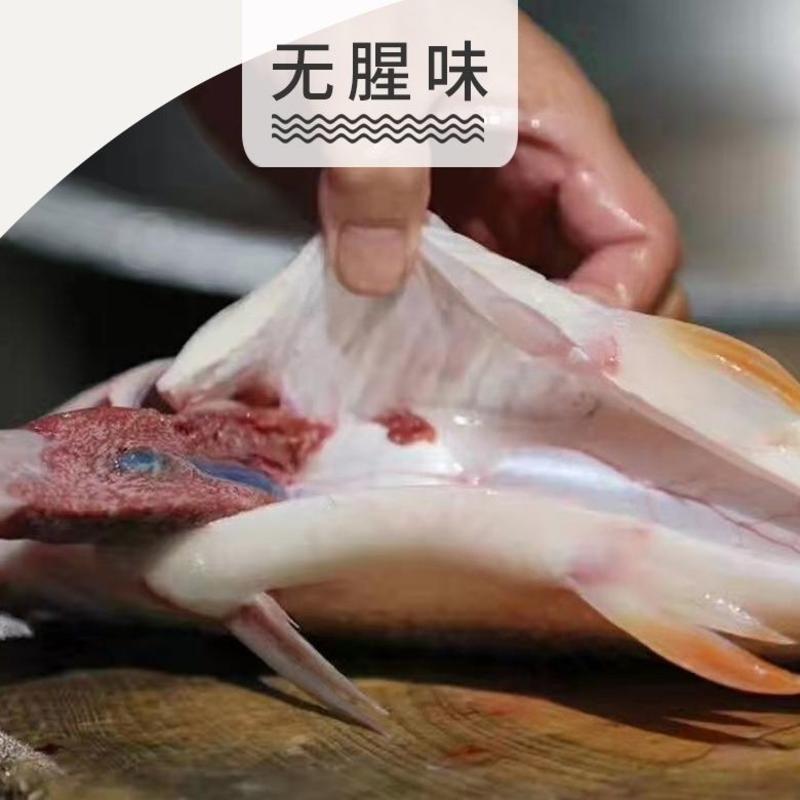 苏丹鱼马来西亚皇帝鱼酒楼酒店商用冷冻苏丹鱼鱼500g新鲜