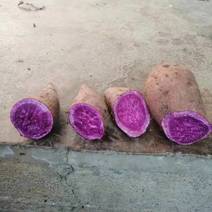 泰紫一号紫薯