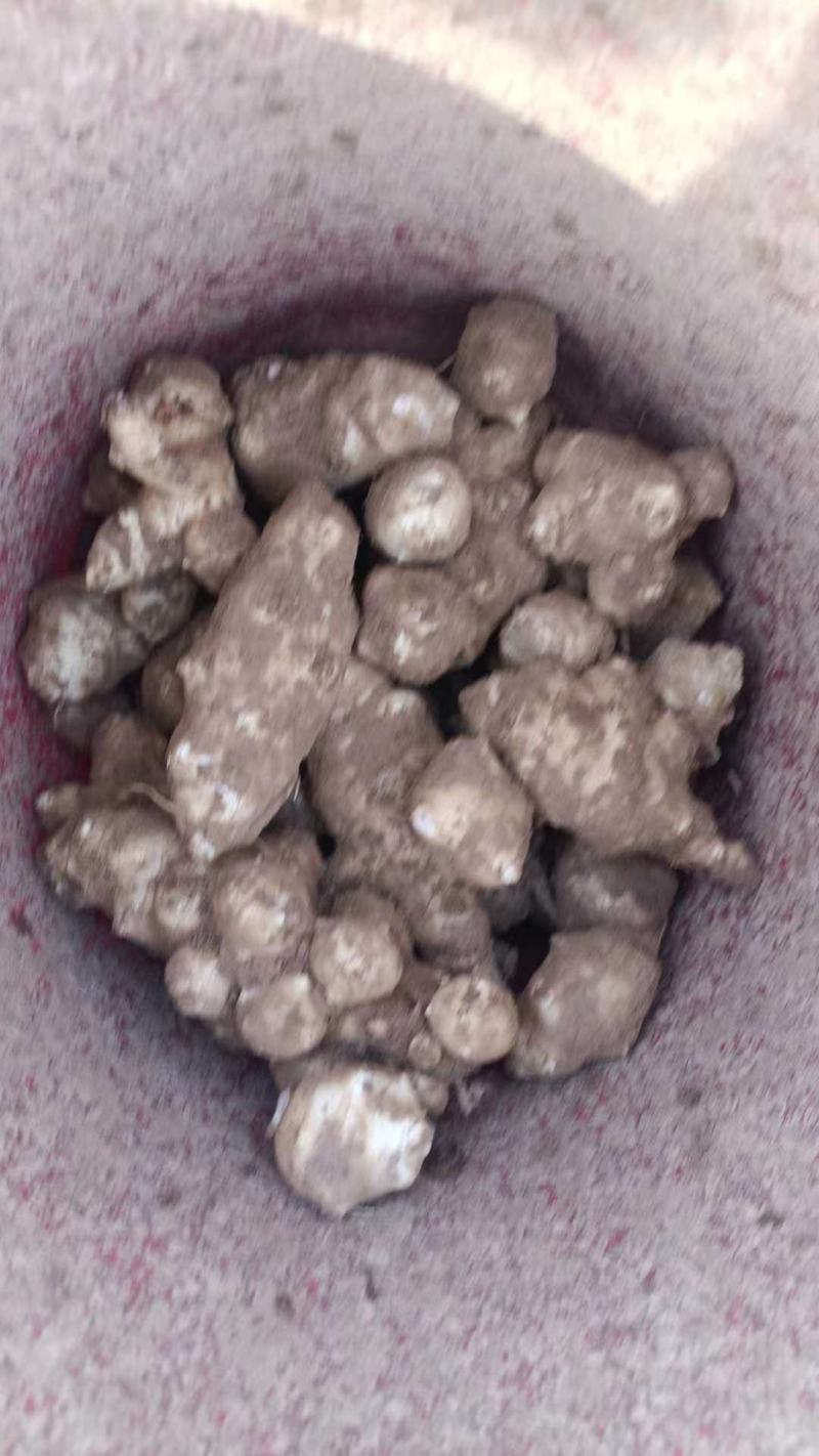 菊芋，产地货源，大量供应，可视频看货，欢迎来电咨询洽谈