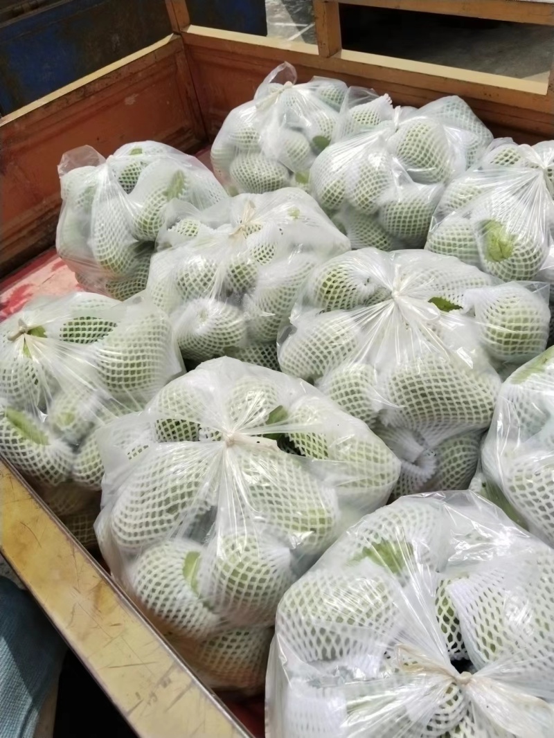 云南精品佛手瓜基地直发品质保证量大从优欢迎联系