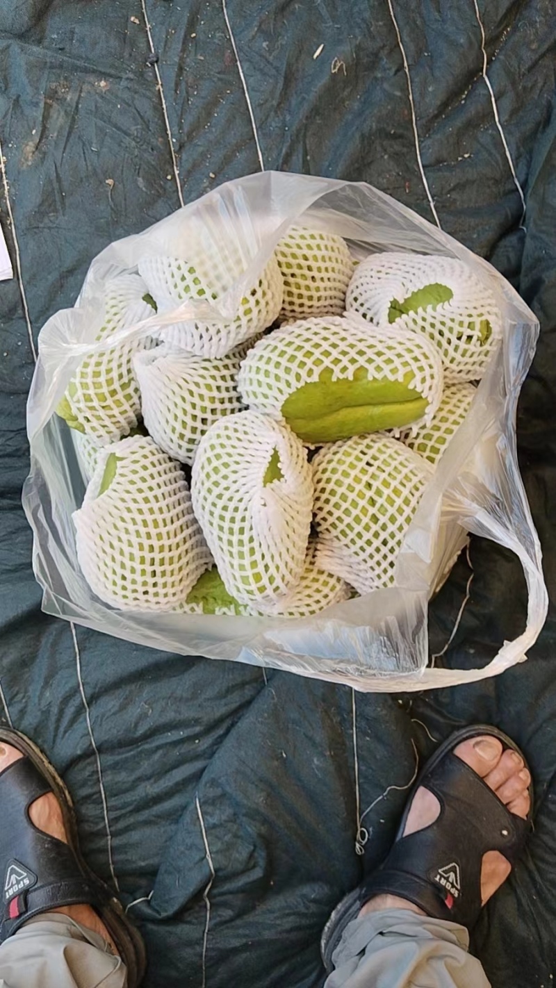 云南精品佛手瓜基地直发品质保证量大从优欢迎联系