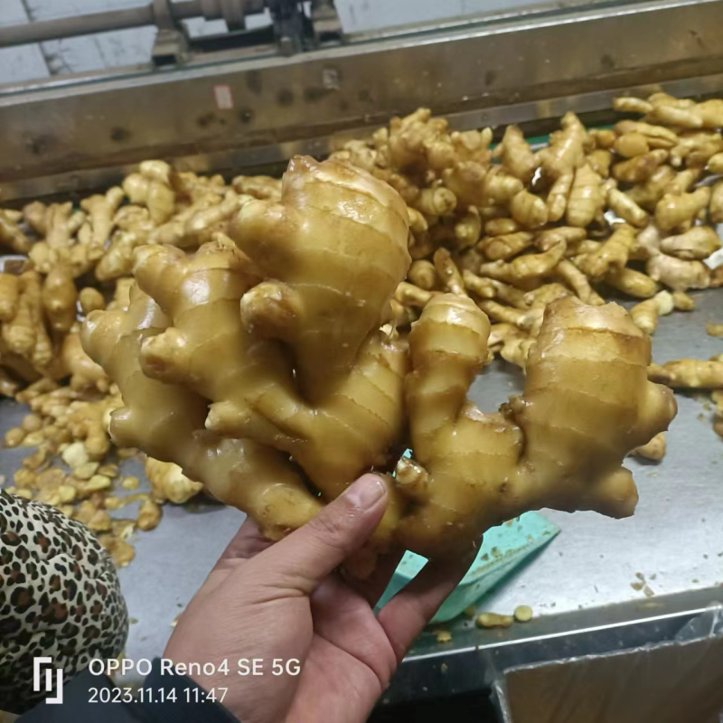 【优质】生姜大小黄姜老姜可视频看货诚信经营价格美丽