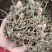 薄荷，无硫货干，味道浓，一手货源，保质保量