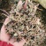 薄荷，无硫货干，味道浓，一手货源，保质保量