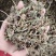 薄荷，无硫货干，味道浓，一手货源，保质保量