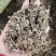 薄荷，无硫货干，味道浓，一手货源，保质保量