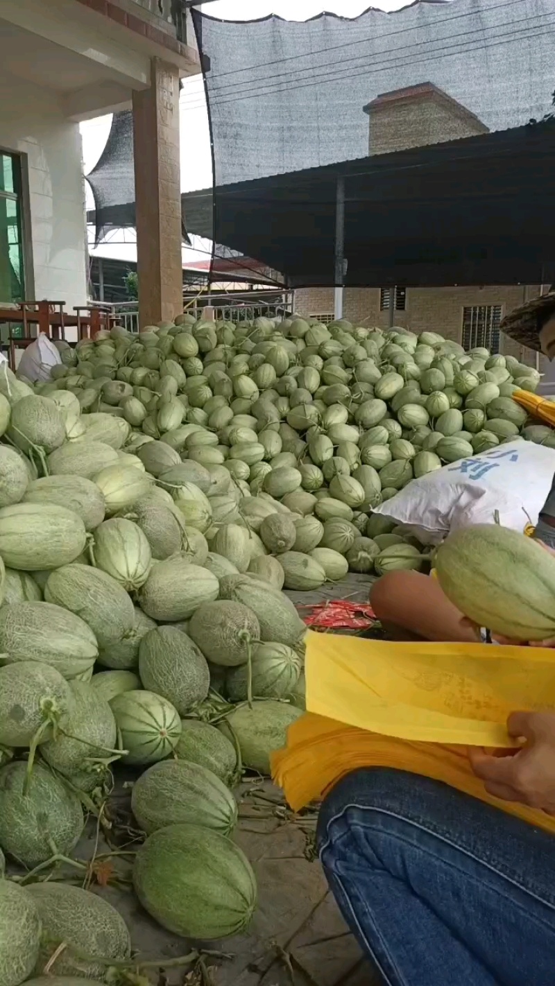 哈密25号玉姑，玫珑，金香玉，凤金6号，