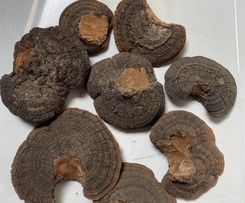 振兴药材批发槐肉一手货源批发