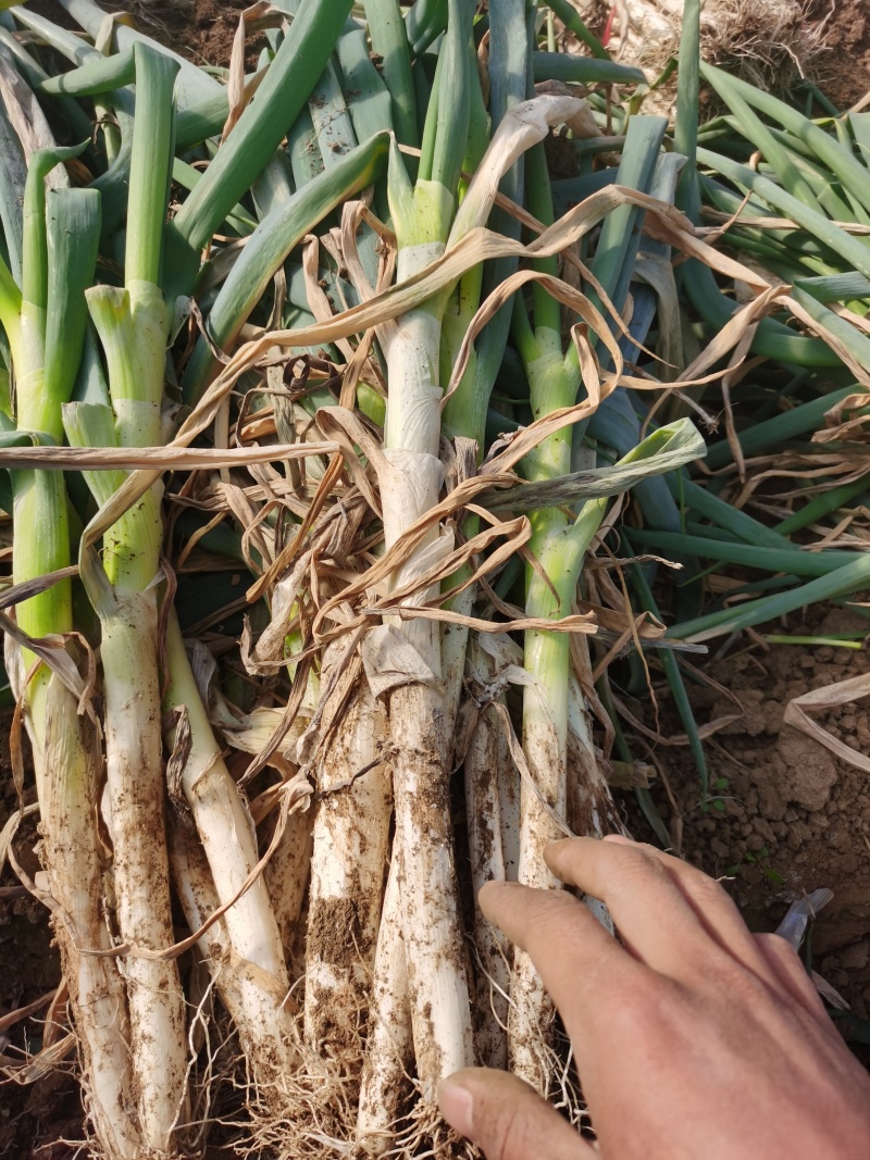 钢葱毛葱大量有货有要的联系我