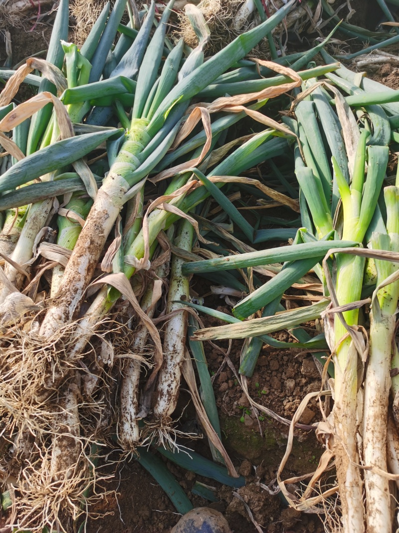 钢葱毛葱大量有货有要的联系我