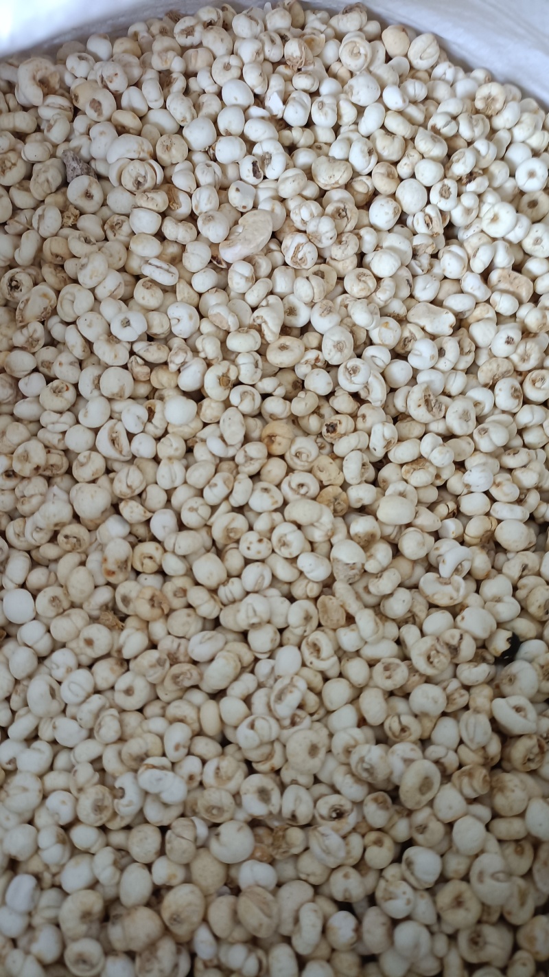 贝母，产地东北，实物拍照，可磨粉，含量高，支持在线下单