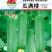 短棒丝瓜种子瓜满楼早熟短棒型肉丝瓜挂果多翠绿皮品质好