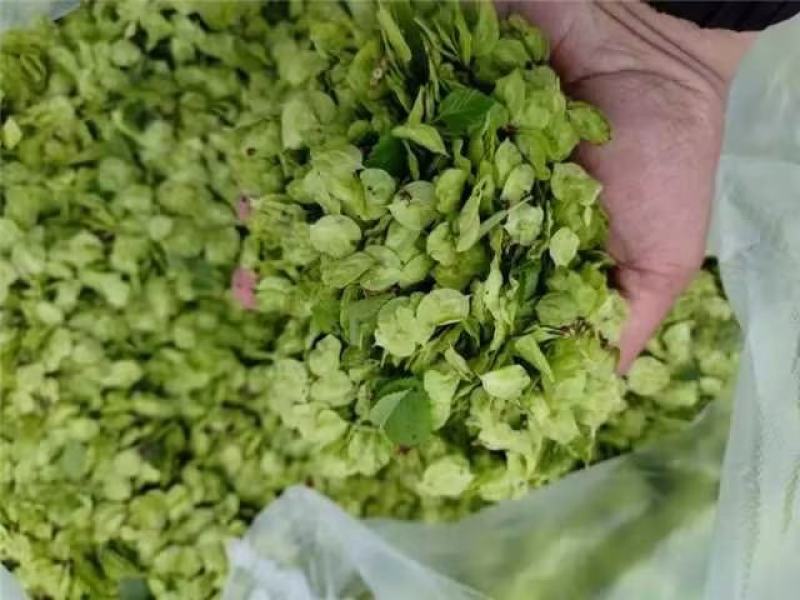 榆钱河南产地发货质量保证价格优惠欢迎来电咨询洽谈